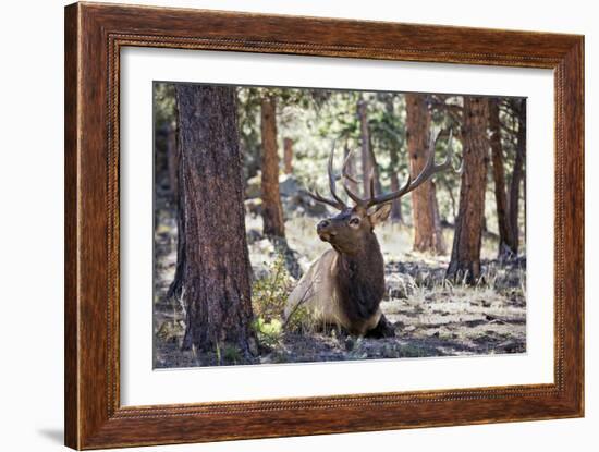 Elk Study I-David Drost-Framed Photographic Print