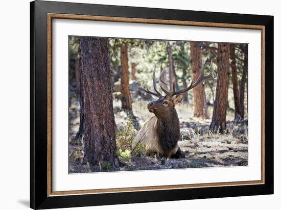 Elk Study I-David Drost-Framed Photographic Print