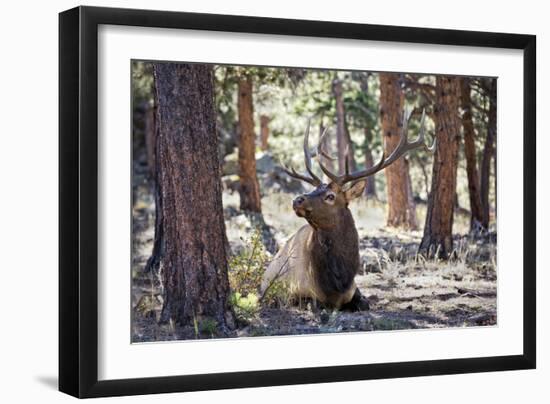 Elk Study I-David Drost-Framed Photographic Print