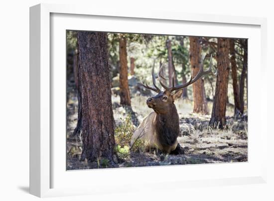 Elk Study I-David Drost-Framed Photographic Print