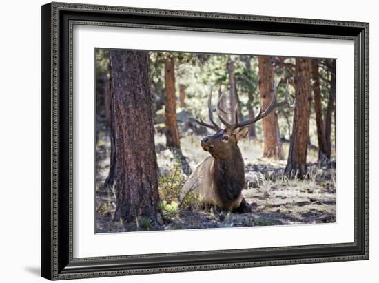 Elk Study I-David Drost-Framed Photographic Print