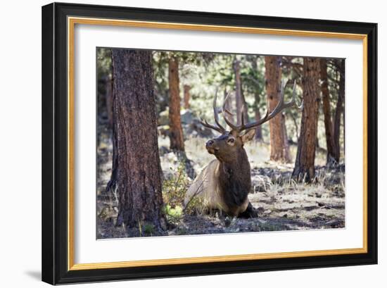 Elk Study I-David Drost-Framed Photographic Print