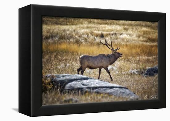 Elk Study II-David Drost-Framed Premier Image Canvas