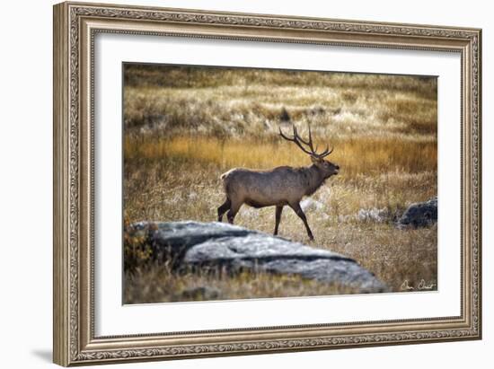 Elk Study II-David Drost-Framed Photographic Print