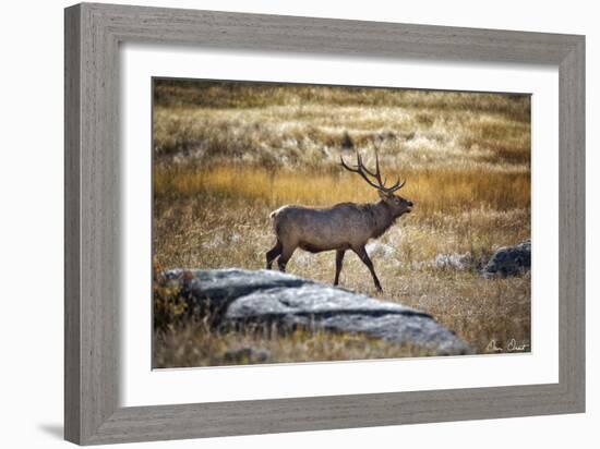 Elk Study II-David Drost-Framed Photographic Print