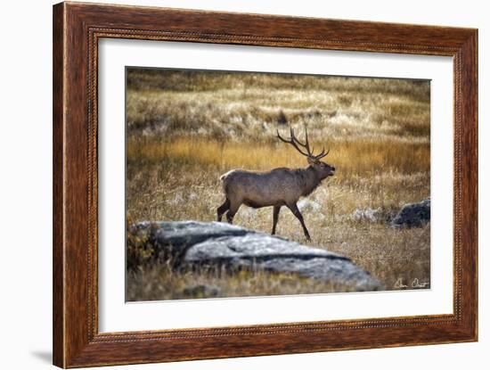 Elk Study II-David Drost-Framed Photographic Print