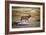 Elk Study II-David Drost-Framed Photographic Print