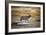 Elk Study II-David Drost-Framed Photographic Print