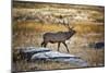 Elk Study II-David Drost-Mounted Photographic Print