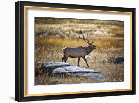 Elk Study II-David Drost-Framed Photographic Print