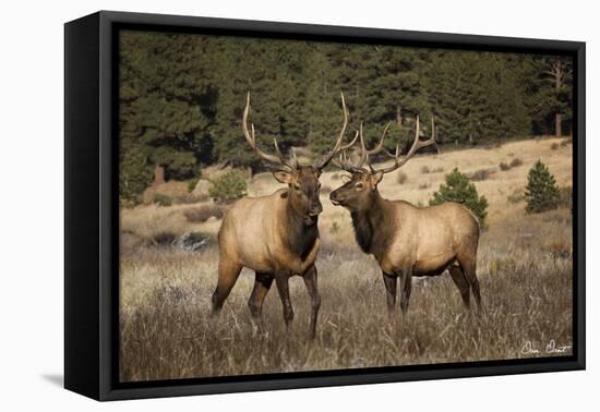 Elk Study IV-David Drost-Framed Premier Image Canvas