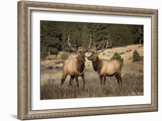 Elk Study IV-David Drost-Framed Photographic Print