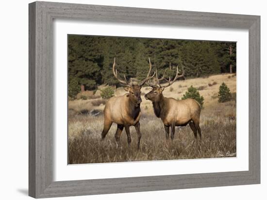 Elk Study IV-David Drost-Framed Photographic Print