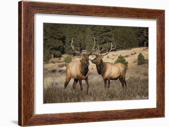 Elk Study IV-David Drost-Framed Photographic Print