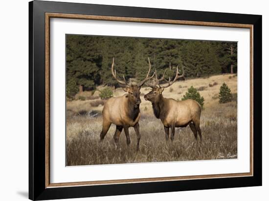 Elk Study IV-David Drost-Framed Photographic Print