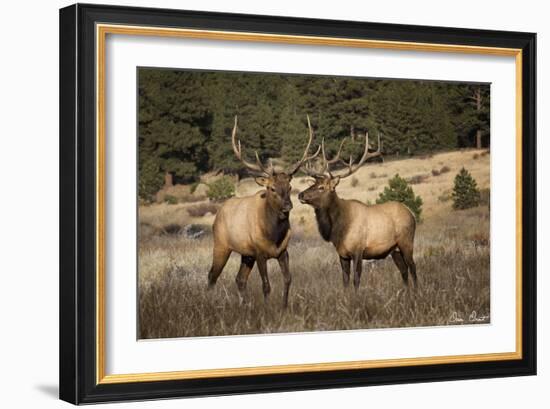 Elk Study IV-David Drost-Framed Photographic Print