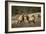 Elk Study IV-David Drost-Framed Photographic Print