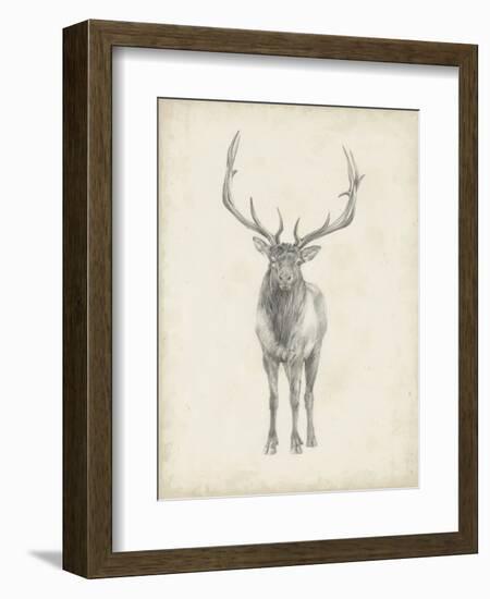 Elk Study-Ethan Harper-Framed Art Print