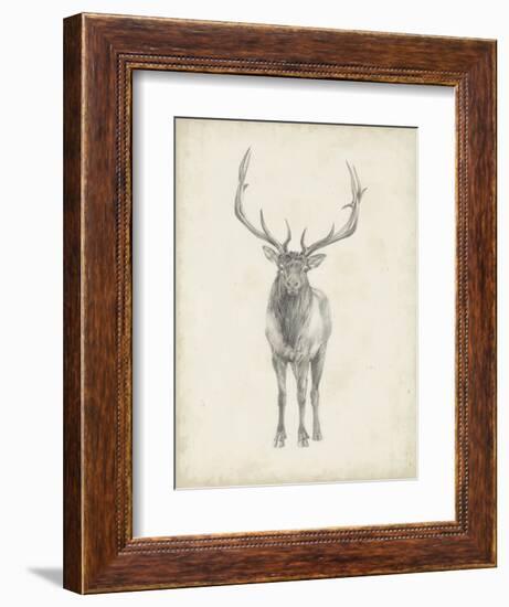 Elk Study-Ethan Harper-Framed Art Print