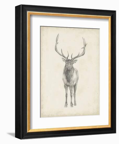 Elk Study-Ethan Harper-Framed Art Print