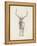 Elk Study-Ethan Harper-Framed Stretched Canvas