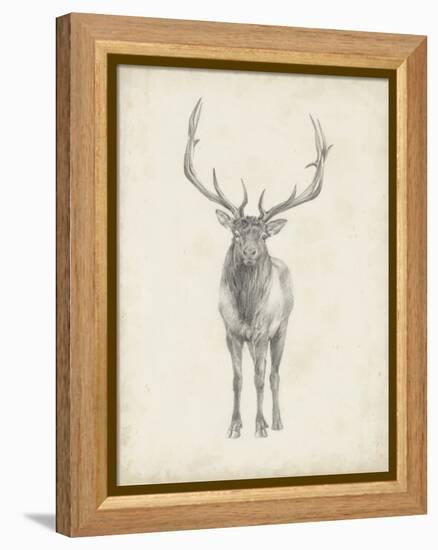 Elk Study-Ethan Harper-Framed Stretched Canvas