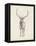 Elk Study-Ethan Harper-Framed Stretched Canvas