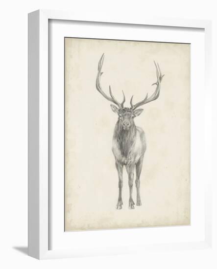 Elk Study-Ethan Harper-Framed Art Print