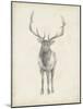 Elk Study-Ethan Harper-Mounted Art Print