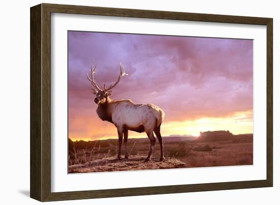 Elk Sunrise in Canyonland-Gordon Semmens-Framed Photographic Print