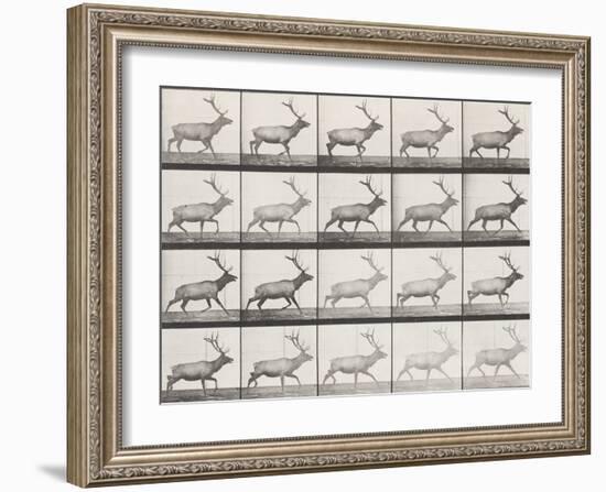 Elk Trotting-Eadweard Muybridge-Framed Giclee Print