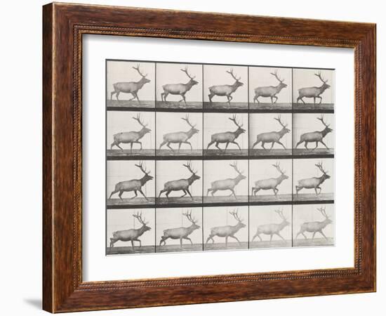 Elk Trotting-Eadweard Muybridge-Framed Giclee Print