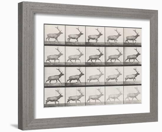 Elk Trotting-Eadweard Muybridge-Framed Giclee Print