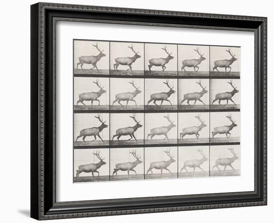 Elk Trotting-Eadweard Muybridge-Framed Giclee Print