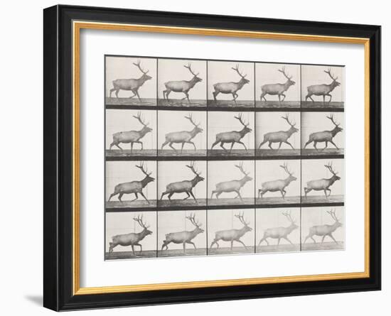 Elk Trotting-Eadweard Muybridge-Framed Giclee Print