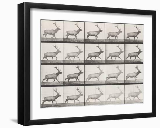 Elk Trotting-Eadweard Muybridge-Framed Giclee Print