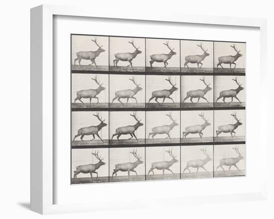 Elk Trotting-Eadweard Muybridge-Framed Giclee Print