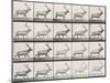 Elk Trotting-Eadweard Muybridge-Mounted Giclee Print