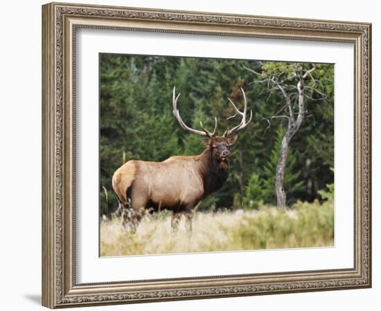 Elk (Wapiti), Jasper National Park, Alberta, Canada, North America-Jochen Schlenker-Framed Photographic Print