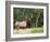 Elk (Wapiti), Jasper National Park, Alberta, Canada, North America-Jochen Schlenker-Framed Photographic Print