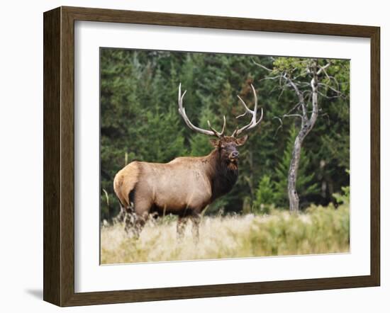 Elk (Wapiti), Jasper National Park, Alberta, Canada, North America-Jochen Schlenker-Framed Photographic Print