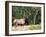 Elk (Wapiti), Jasper National Park, Alberta, Canada, North America-Jochen Schlenker-Framed Photographic Print