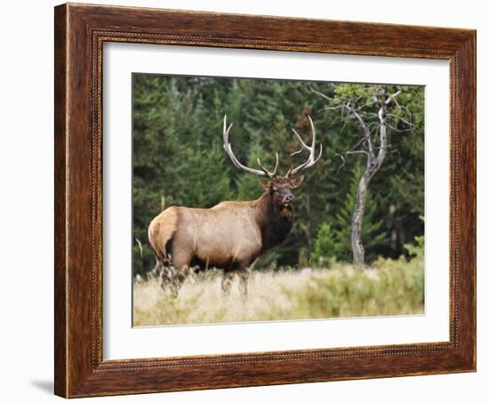 Elk (Wapiti), Jasper National Park, Alberta, Canada, North America-Jochen Schlenker-Framed Photographic Print