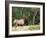 Elk (Wapiti), Jasper National Park, Alberta, Canada, North America-Jochen Schlenker-Framed Photographic Print