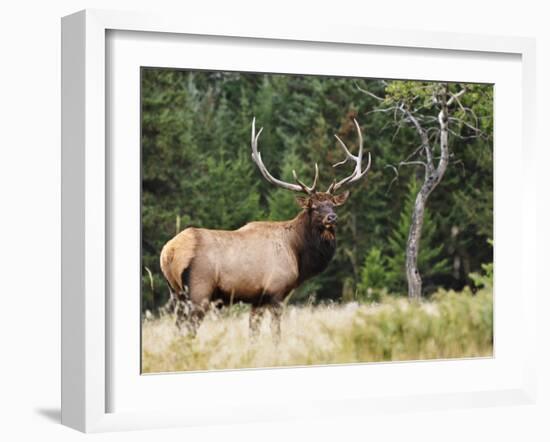 Elk (Wapiti), Jasper National Park, Alberta, Canada, North America-Jochen Schlenker-Framed Photographic Print