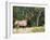 Elk (Wapiti), Jasper National Park, Alberta, Canada, North America-Jochen Schlenker-Framed Photographic Print