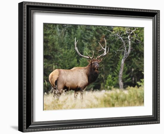 Elk (Wapiti), Jasper National Park, Alberta, Canada, North America-Jochen Schlenker-Framed Photographic Print