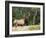 Elk (Wapiti), Jasper National Park, Alberta, Canada, North America-Jochen Schlenker-Framed Photographic Print