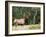 Elk (Wapiti), Jasper National Park, Alberta, Canada, North America-Jochen Schlenker-Framed Photographic Print