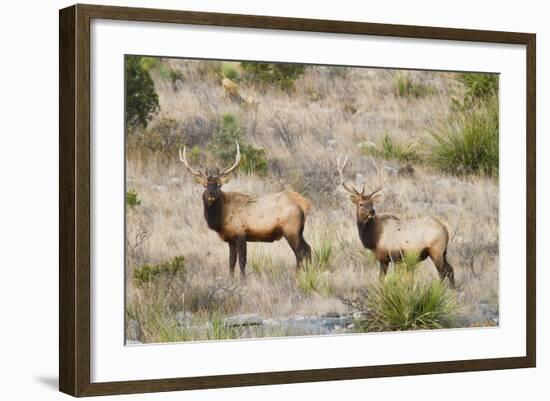 Elk Wildlife Near Sanderson in Chihuahuan Desert Mountains, Texas, USA-Larry Ditto-Framed Photographic Print